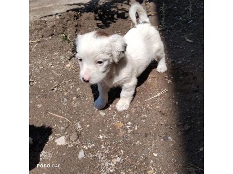 Fino bebek köpekler
