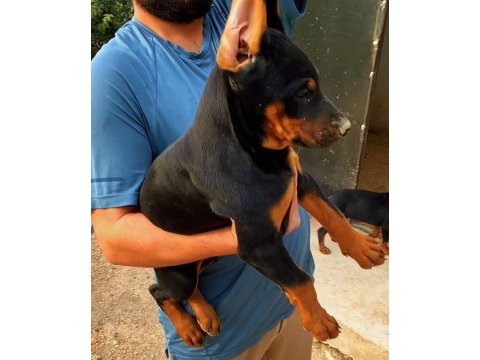 King doberman yavruları