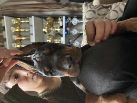 European doberman yavruları