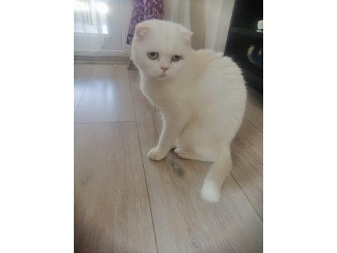 Scottish fold kızımız yeni ailesini arıyor