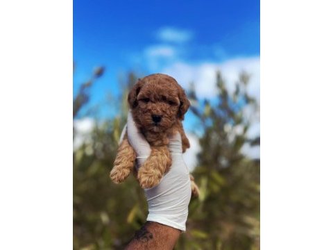 Toy poodle sahibi olmak için süper fırsat