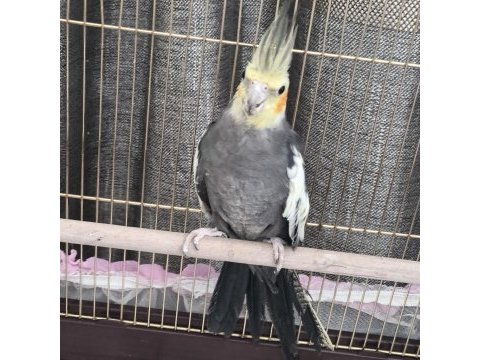 Hazır çift sultan papağanı