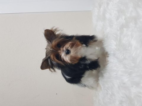 Disi biewee yorkshire terrier