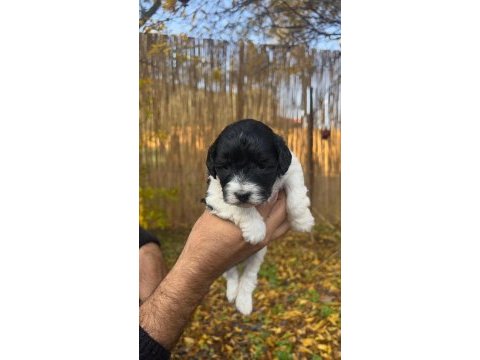 Maltipoo bebekler (baba siyah beyaz poodle, anne maltese)