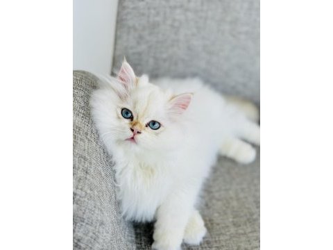 Saf kanlı british longhair erkek kedimiz