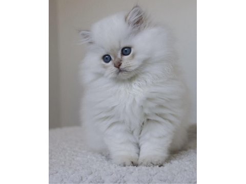 British longhair yavrularımız