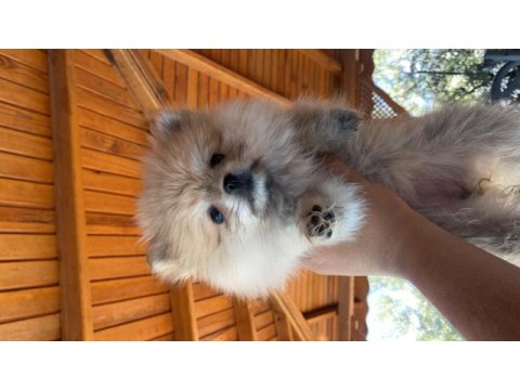 2 aylık pomeranian aşıları yapıldı