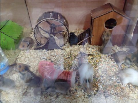 Yavru hamsterlar