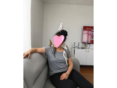 Sultan papağanı 34 günlük