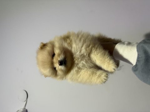 1 aylık pomeranian boo bebeklerimiz