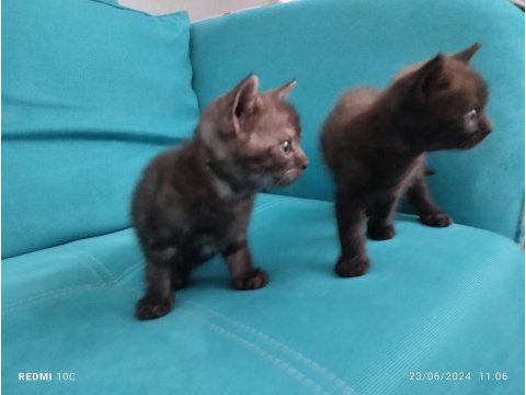 Anne ve yavruları british shorthair
