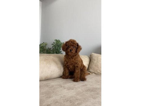 Lekesiz red brown 3.5 aylık üst kalite toy poodle