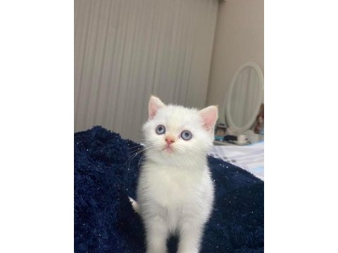 Koca kafa gerçek british shorthair yavruları