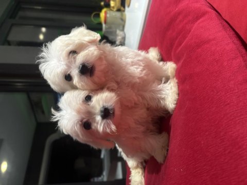 Minyatür a kalite kore kan maltes terrier