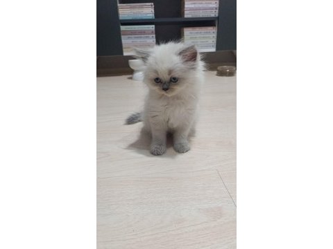 Sadece aileye british shorthair