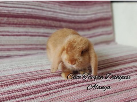 Cüce lop/miniatur lop cüce tavşan çiftliği alanya