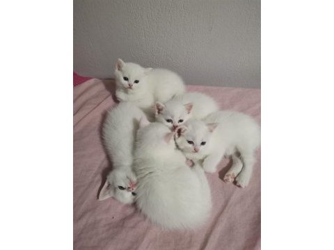 Şecereli oğlumun beyaz british shorthair bebişleri
