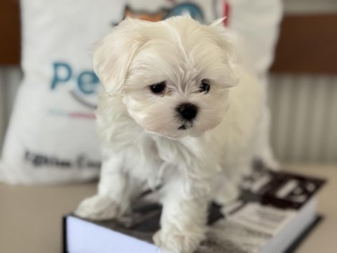 Petmode den tea cup kore kan maltese yavrular
