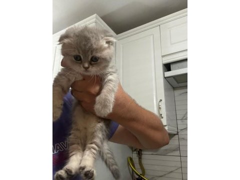 Scottish fold yavrularımıza yuva arıyoruz