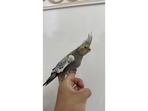 Sultan papağanı sahiplendirilecek
