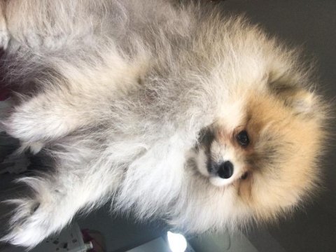 Ayıcık suratlı yoğun kürklü pomeranian aslan