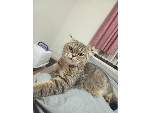 Scottish fold kızımız yeni yuvasını arıyor