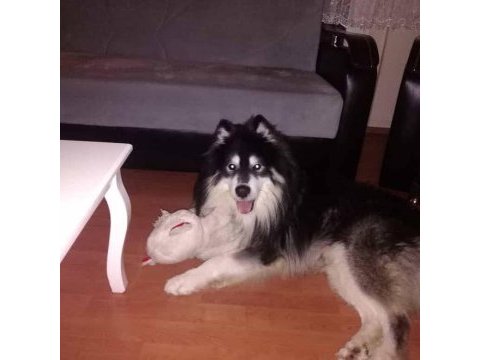 Alaska malamute 2 yaşındaki oğluma eş arıyorum