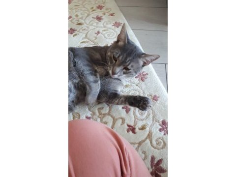 Cins gri british shorthair erkek 10 aylık