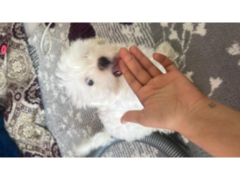 Baba kore maltese terrier