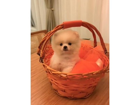 Baby pomeranian boo mini boy