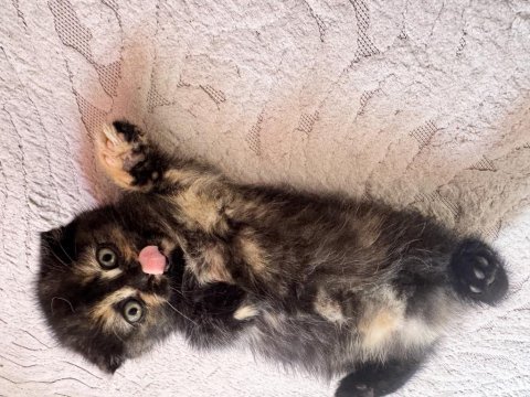Scottish fold yavrular