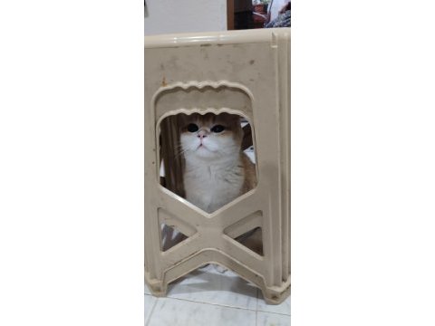 British shorthair golden erkek
