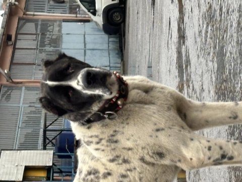 Ala 8 aylık erkek dev rus köpeğimiz