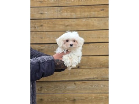 Safkan maltese terrier yavruları