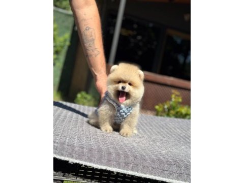 Sağlık ve ırk garantili pomeranian
