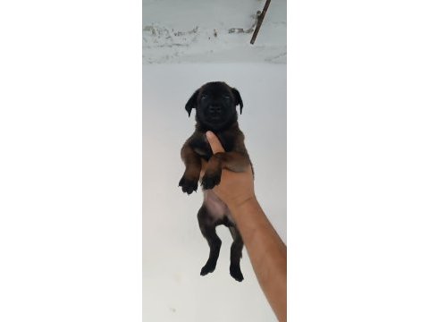Belçika malinois dişi erkek