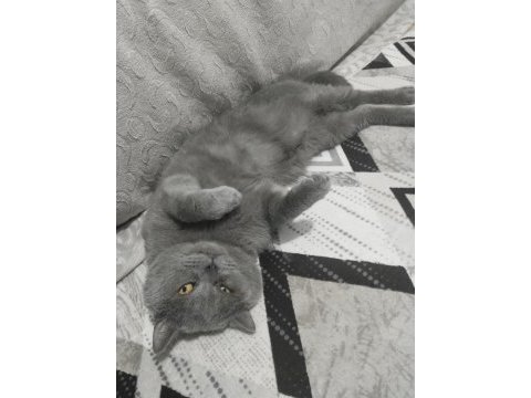 British shorthair 4 yaşında
