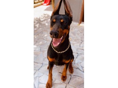 2 aylık saf dobermanlar kızıl siyah