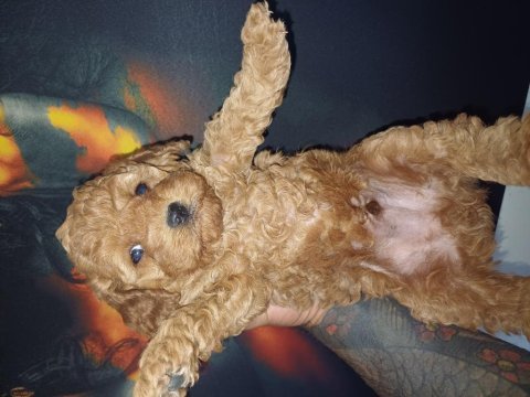 Bir avuç mutluluk poodle