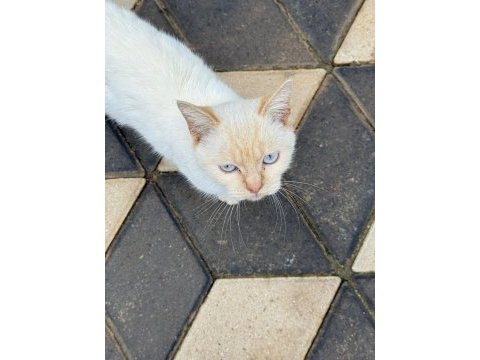 British shorthair gold erkek için yuva aranıyor