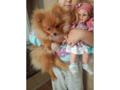 Pomeranian 5 aylık