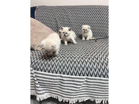 4 dişi scottish fold yuvasını bekliyor