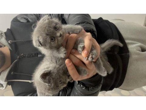 A kalite british shorthair yavrular