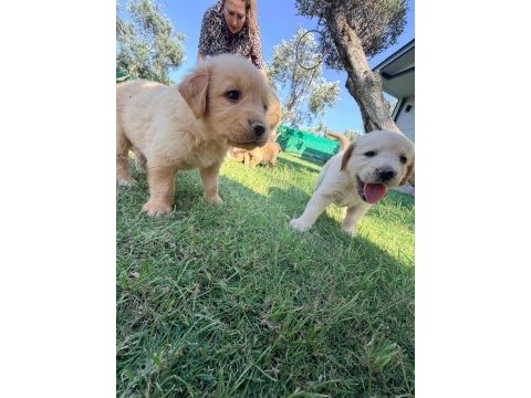 1.5 aylık sağlıklı golden retriever yavrularımız