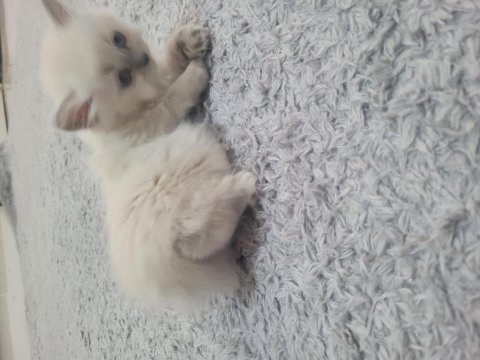 Yavru dişi british longhair