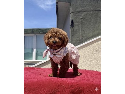 4 aylık dişi red brown toy poodle