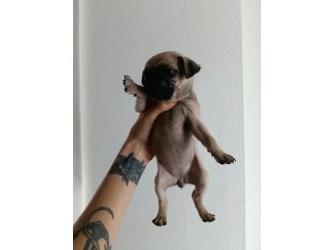 Pug yavrularımız