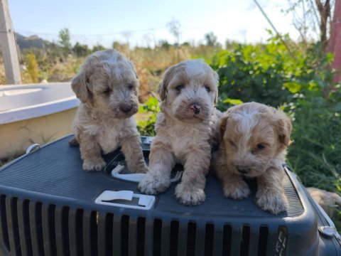 Masal gibi bir maltipoo dostluk sizi bekliyor