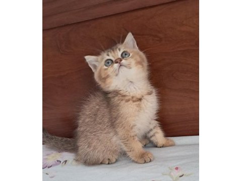 British shorthair golden dişi