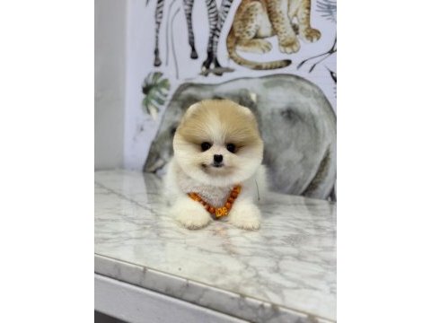 Show kalite pomeranian boo yavrular